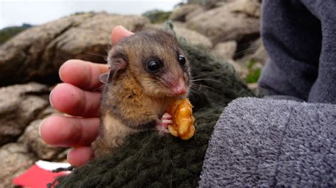 Mountain Pygmy Possums Find New Home Amid Climate Change Fears Abc News