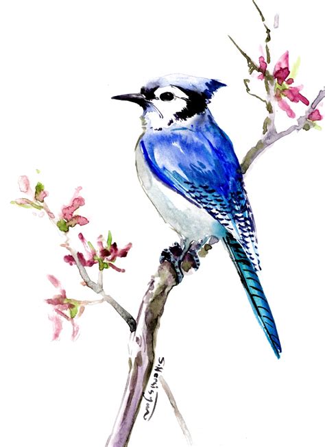 Blue Jay Watercolor Painting By Suren Nersisyan Watercolor Painting