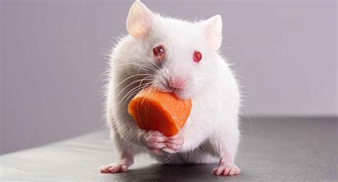Albino Hamster Unexpected Information About White Hamsters