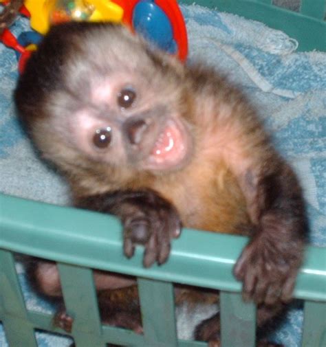 Black Cap Capuchin Infant Pet Monkey Capuchin Monkey Capuchin
