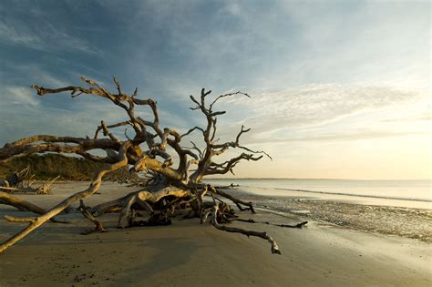 Located On The North End Of Jekyll Island Driftwood Beach Will Amaze