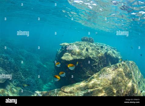 Underwater View Of Coral Reef Pigeon Island National Park Trincomalee