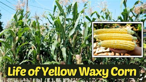 How To Grow And Harvest Waxy Corn Sweet Yellow Waxy Corn Bonus