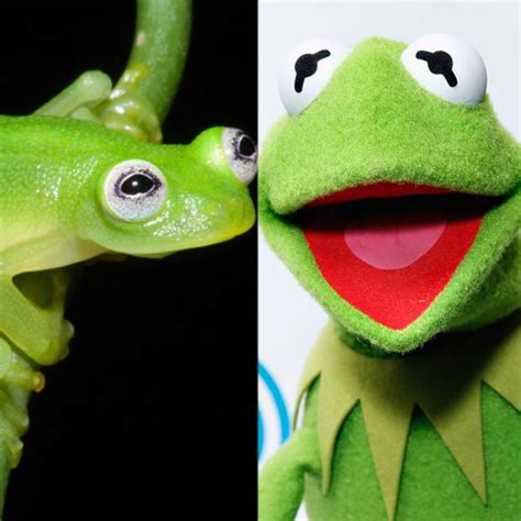 Scientist Discovers New Frog And It Looks Exactly Like