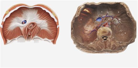 Abdominal Anatomy Anterior Abdominal Wall And Inguinal Region Diagram