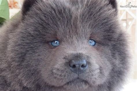 Blue Chow Chow Beautiful Chow Chow Dogs Chow Chow Puppy Cute Dogs