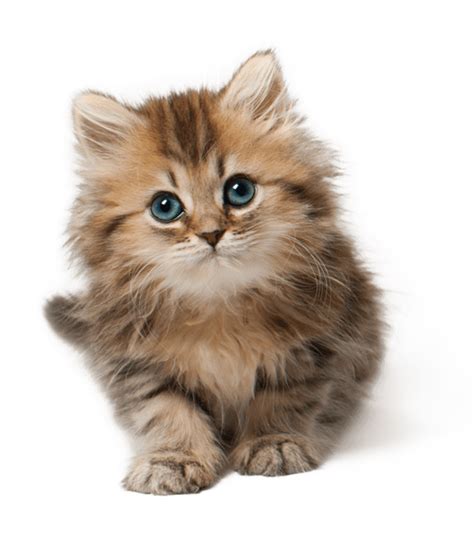 Cute little kitten to cat. Cute Cat Kitten PNG PNG Image - PurePNG | Free transparent ...