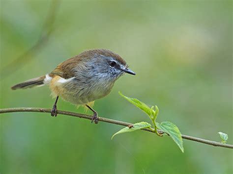 Top 10 Smallest Birds In The World Top To Find