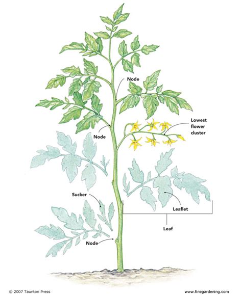 Backyard Gardening Pruning Tomato Plants 101