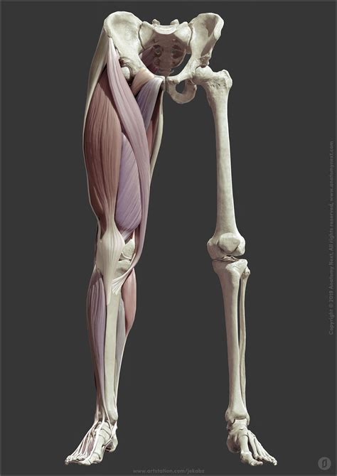 Leg Anatomy Jekabs Jaunarajs Leg Anatomy Anatomy Sculpture Human