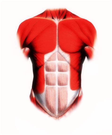 Muscles Of Torso Torso Muscles Diagram Quizlet Leg Muscles Anatomy Images