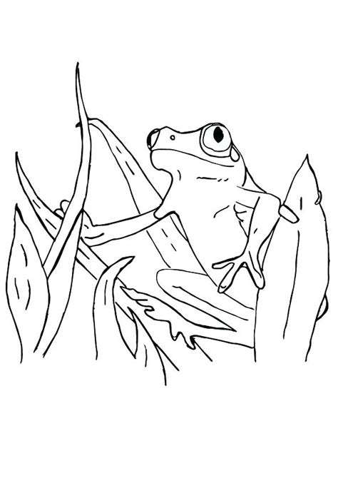 Red Eye Tree Frog Coloring Pages At Free Printable