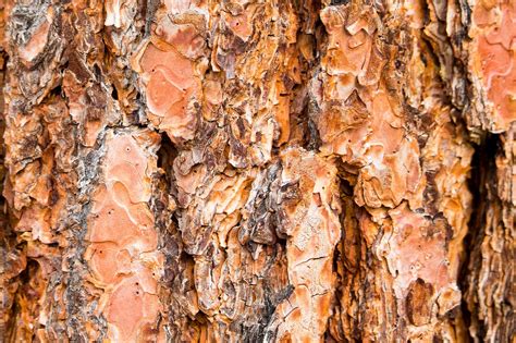 Tree Bark Trunk Texture Free Photo On Pixabay Pixabay