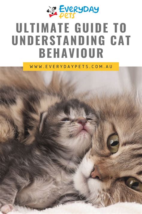 Ultimate Guide To Understanding Cat Behaviour Cat Behavior Kindness