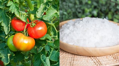 Why Use Epsom Salt For Tomato Plants Garden Beds