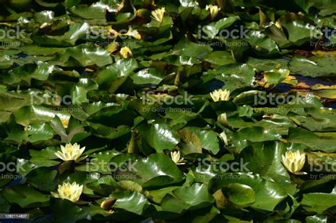 Yellow Water Lilies Stock Photo Download Image Now Beauty In Nature