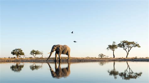 Dozens Of Killed Elephants Found Near Botswanas Okavango Delta Condé