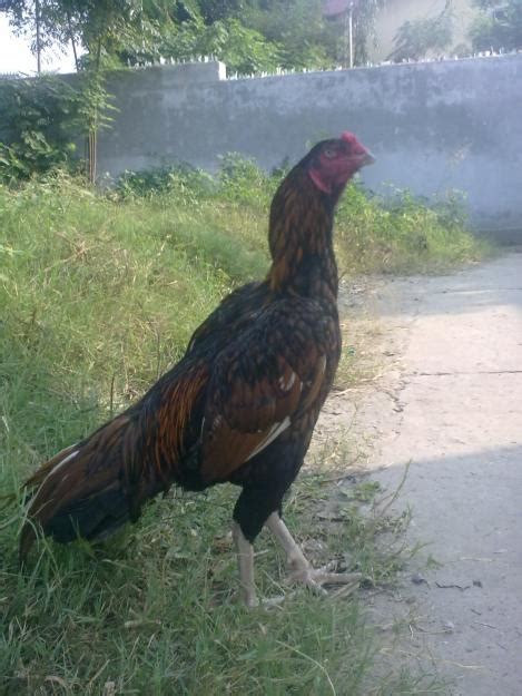 cock fighting cocks rooster for sale