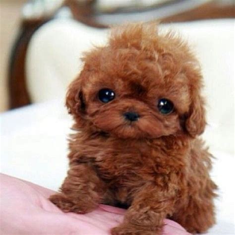 Teddy Bear Like Teacup Poodle Puppy Dog Eyes Pinterest