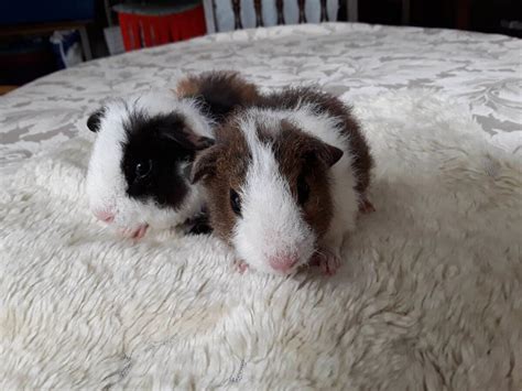 Guinea Pig Breeds Know About Their Types Pets Nurturing