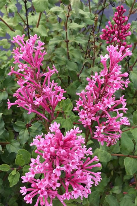 Buy Bloomerang Dwarf Pink Lilac Free Shipping Wilson Bros Gardens