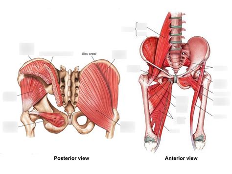Anatomy Muscles Pelvis Anterior Muscles Of The Pelvis Muscles Of My