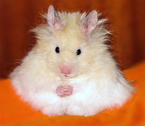 Teddy Bear Syrian Hamster Some Fun Children I Know Had Their Eye On This Little Guy Funny