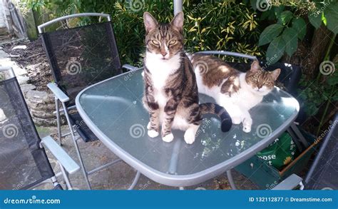 Two Cats Chilling On A Sunny Day Stock Image Image Of Table Relaxing