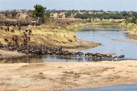 A Herd Of Gnus Crossing The Mara River In Tanzania Stock Photo Image