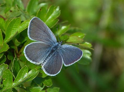 Small Blue Cupido Minimus Beautiful Butterflies Butterfly Insects