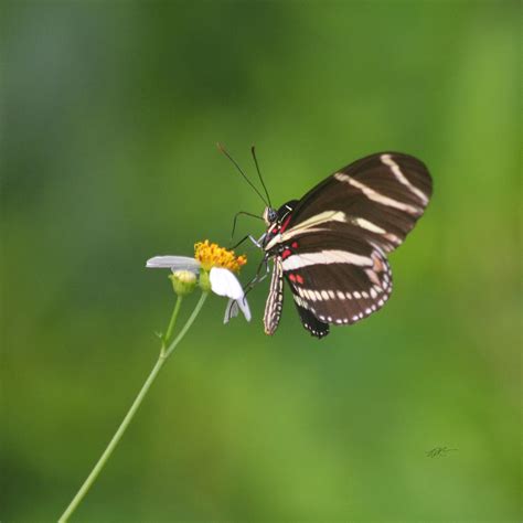 Zebra Longwing Butterfly Photograph By Rd Erickson