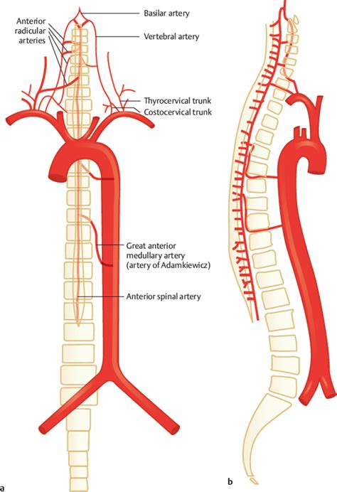 Arteries Of The Spinal Cord Radiology Key