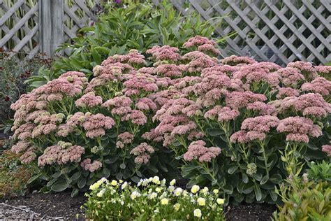 Sedum Autumn Joy Stonehouse Nursery