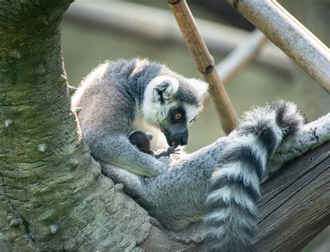 Ring Tailed Lemur Baby Born At The Zoo The Houston Zoo