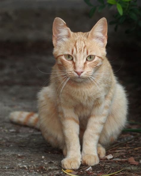 Kostenlose Bild Katze Niedlich Porträt Kätzchen Tier Haustier