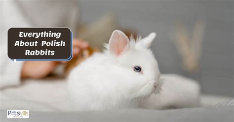 Polish Rabbits Looks Behavior And Healthcare With Pictures