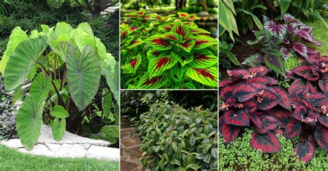 10 Best Foliage Plants In India Plants With Beautiful Leaves