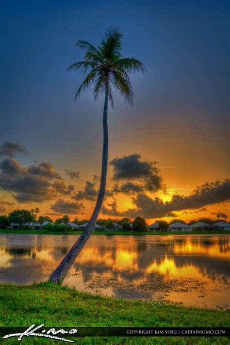 Coconut Tree At Lake Catherine During Sunset Palm Beach Gardens