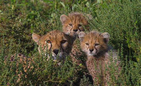 Big Cats Cheetah Cub Baby Wallpapers Hd Desktop And