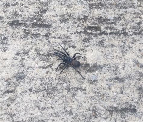 Help Identifying A Spider Rspiders