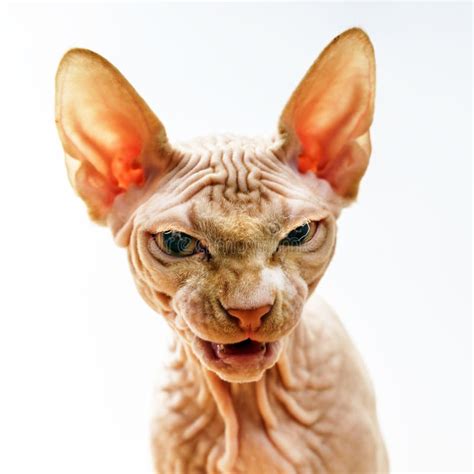 Horror Face Portrait Of Sphynx Cat Stock Image Image Of Background