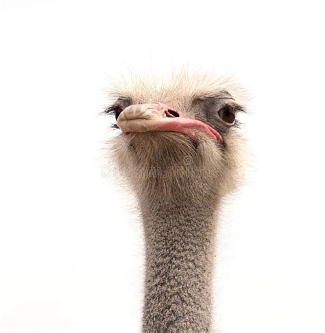 Ostrich Isolated On White Background Stock Image Image Of Looking