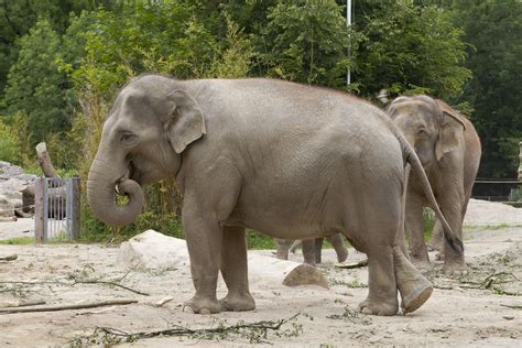 Fileelefante Asiático Elephas Maximus Tierpark Hellabrunn Múnich