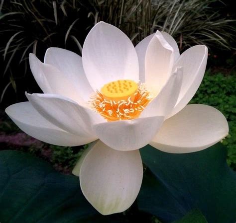 White Lotus Sacred Water Nelumbo Nucifera Plant Lily Hardy Etsy