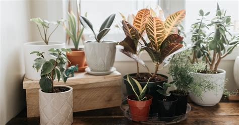 The 6 Best Indoor Plants And How To Care For Them