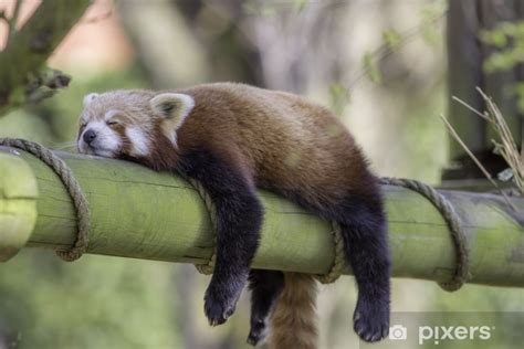 Bekijk meer ideeën over schattige dieren, dieren, schattig. Fotobehang Slapende rode panda. grappige schattige dieren ...