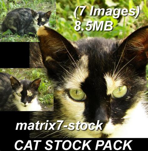 Cat Stock 2 Pack 7 Images By Matrix7 Stock On Deviantart