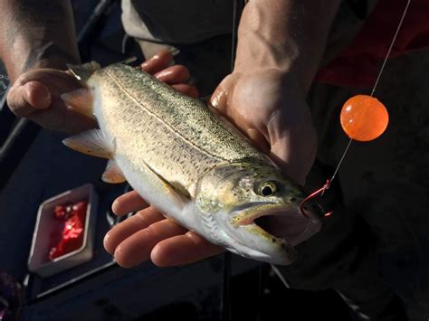 Soft Fishing Beads For Northwest Salmon And Steelhead Northwest