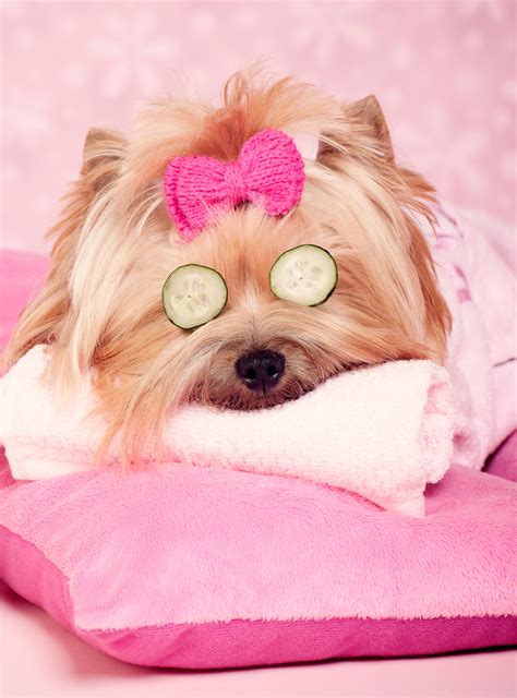 Relax & enjoy a spa day in the heart of yorkshire. 7 Puppies That Are Having A Better Spa Day Than You+# ...