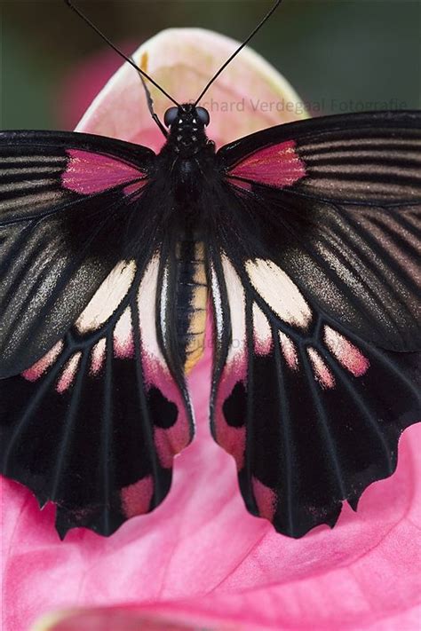 1000 Images About Colorful Butterflies On Pinterest Moth